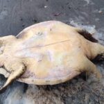 Νεκρή θαλάσσια χελώνα στην Παραλία Βρασνών. Τι πρέπει να κάνουμε σε ανάλογη περίπτωση